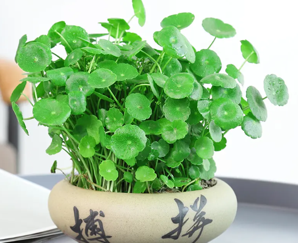 招财元宝水培花怎么养