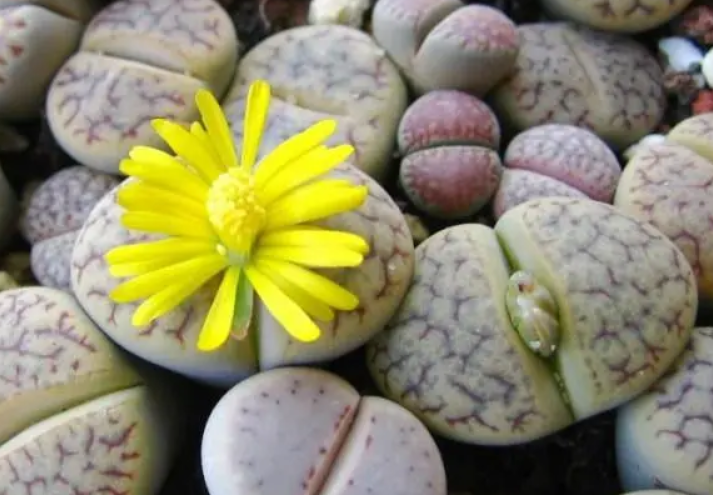 生石花种子怎么播种