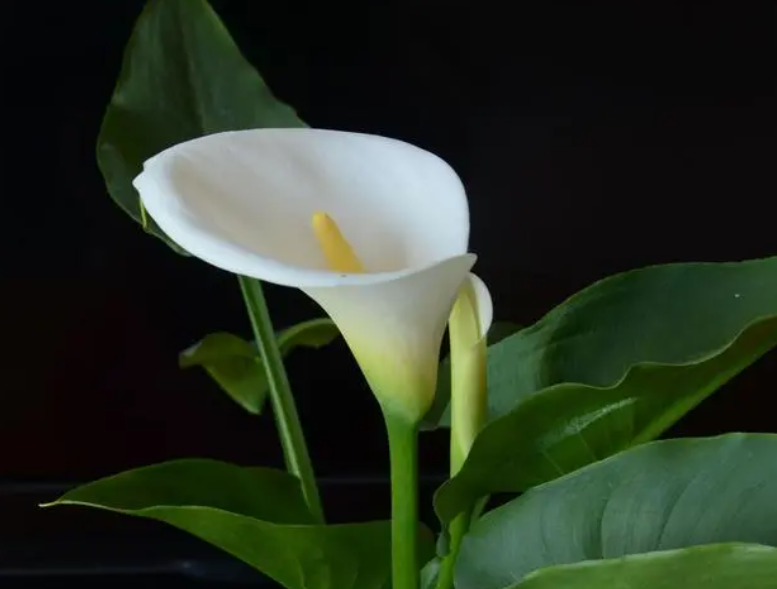 马蹄莲第二年能复花吗