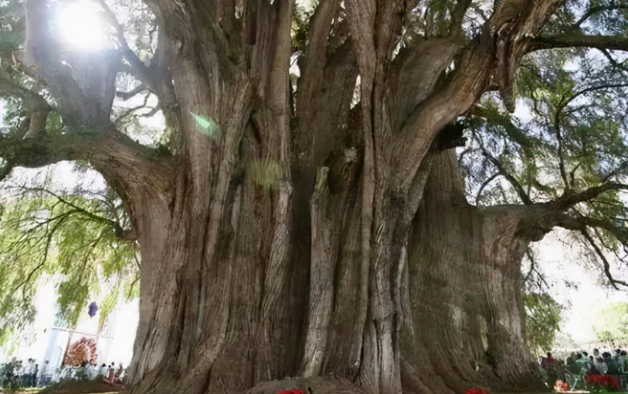 长寿树盆栽养殖方法