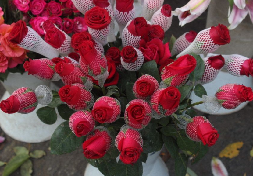 玫瑰花怎么养才好