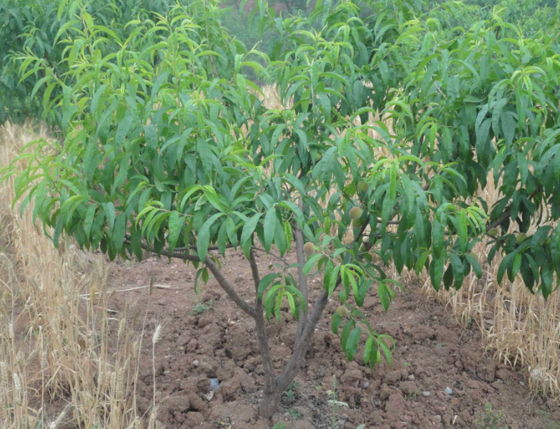 桃树苗几月份栽最好