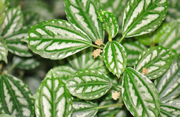 冷水花是什么植物