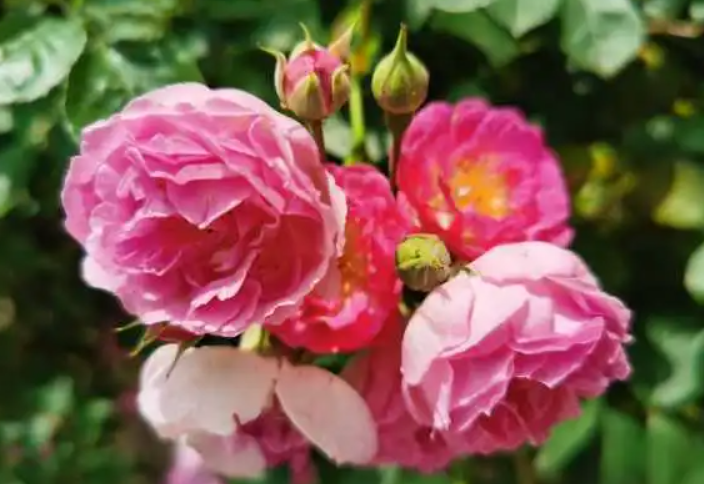 四季蔷薇花的养殖方法