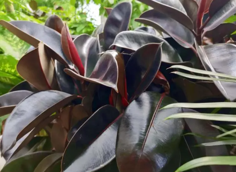 橡皮树和龟背竹哪个更好养