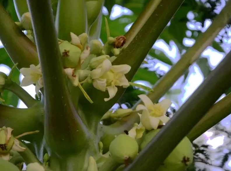 木瓜开花了是不是应该结果了