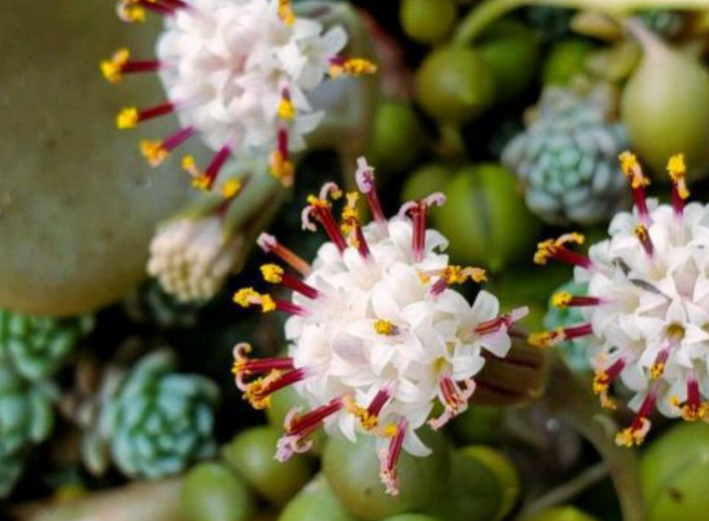 多肉佛珠开花需要剪掉吗?