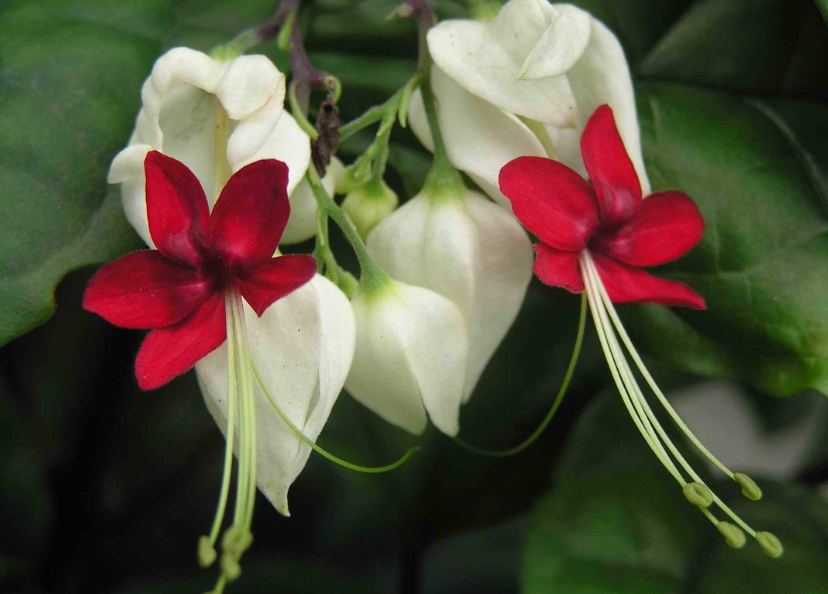 龙吐珠什么时间开花