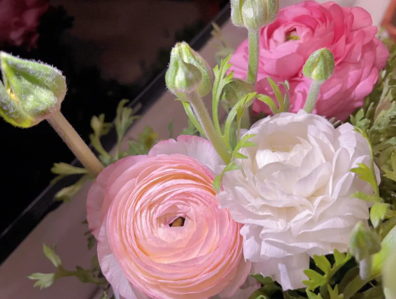 花毛茛适合深盆还是浅盆