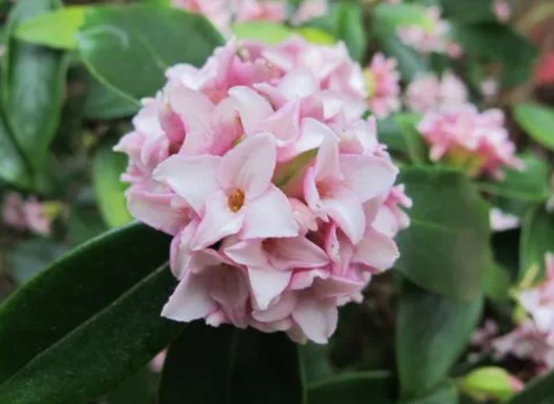 瑞香花用什么肥料最好