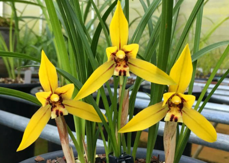 金凤冠兰花矮种好养吗