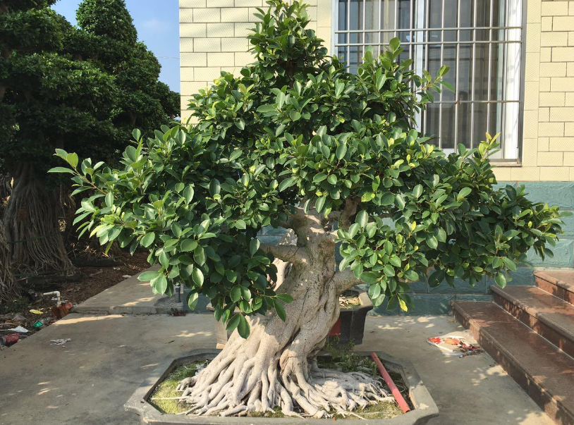 小型榕树盆景怎样养护