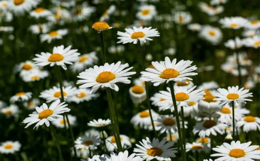 大滨菊一年开几次花