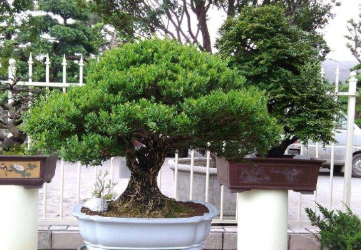 怎样才能把黄杨树养好