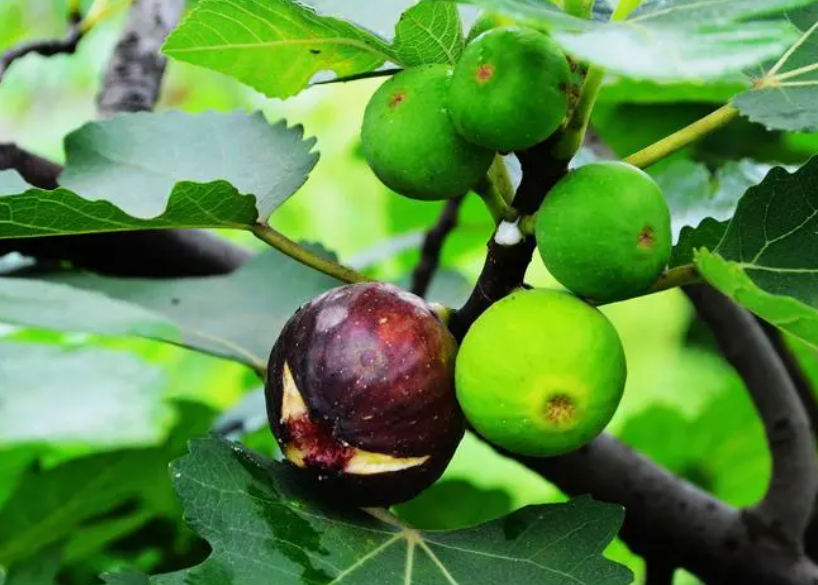 无花果怎么修剪什么季节才能结果多