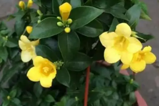 香水茉莉的开花温度是多少度