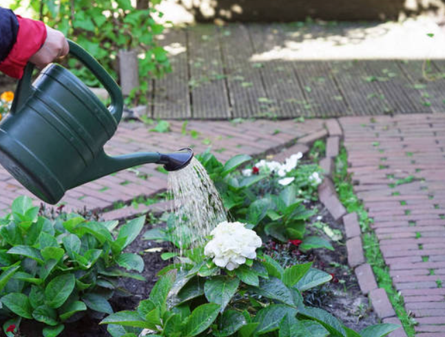 放了10天的水能浇花吗