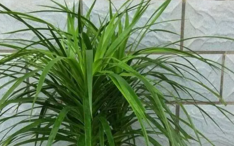 龙须树适合放在哪里