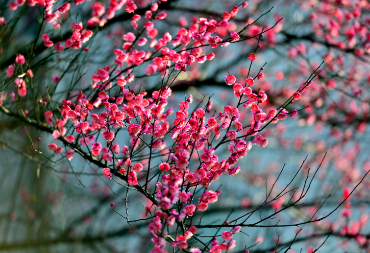 梅花主要生长在什么地方