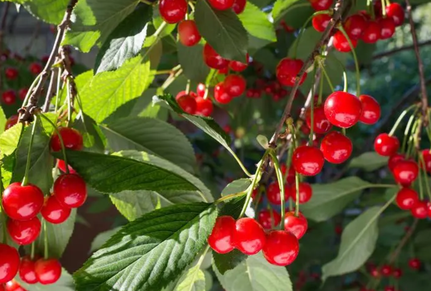 樱桃树枝高压几天生根