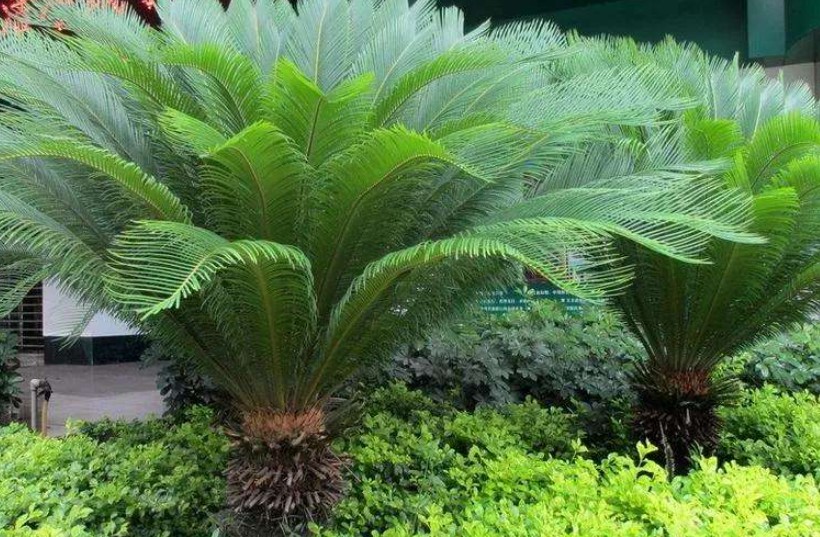 螺纹铁树如何浇水