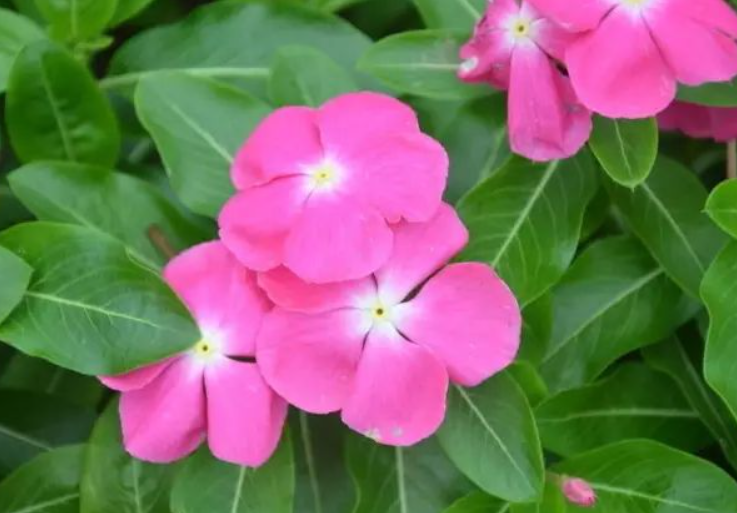 长春花叶子卷曲得很厉害