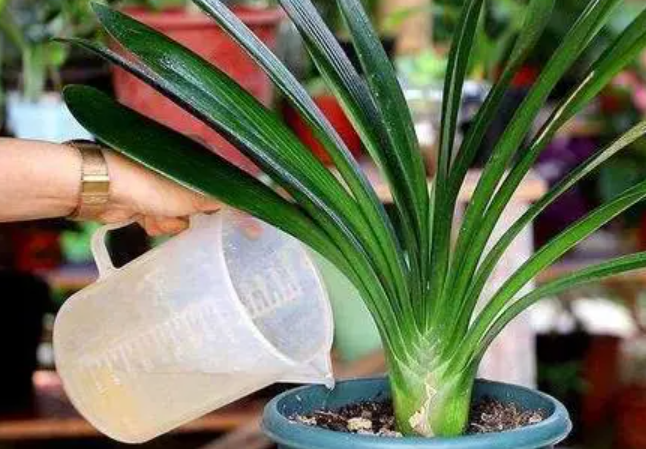 啤酒能浇蟹爪兰花吗