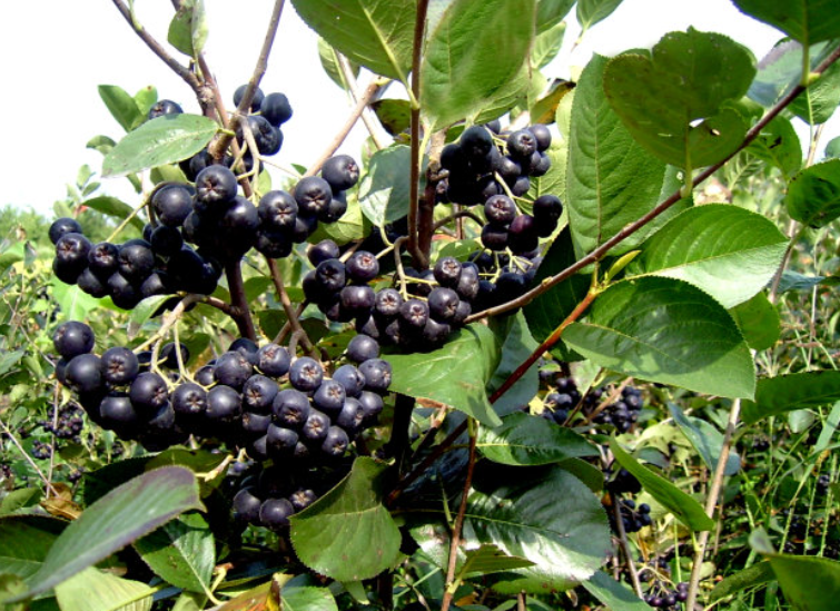 黑果花楸吃多了会怎么样