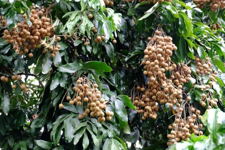 桂圆树苗适合哪里种植
