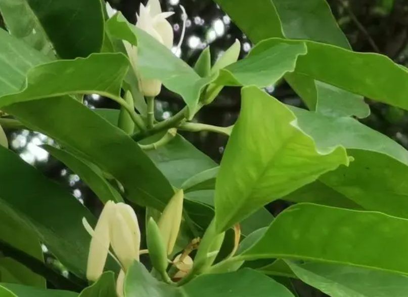 白兰花的养殖方法和注意事项
