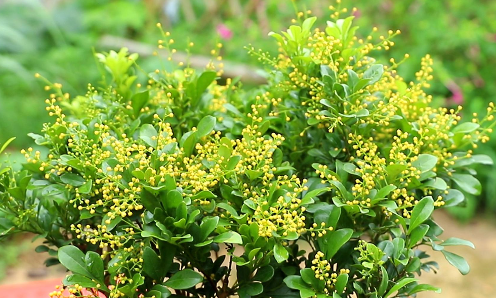 家里适合养米兰花吗