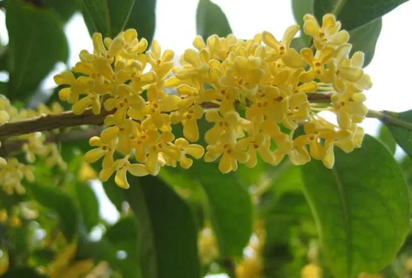 修剪桂花树枝的方法