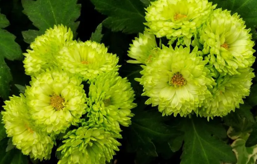 翠菊开完花就死了