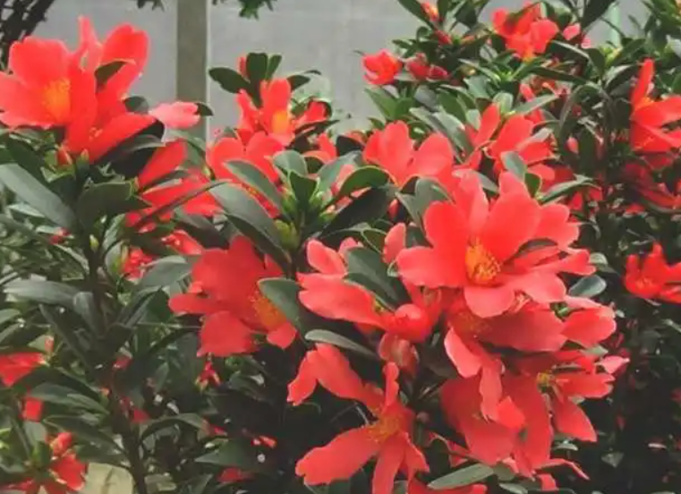 茶花杜鹃施什么肥最好