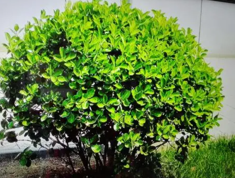 冬青树需要经常浇水吗