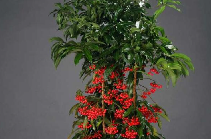 家里养黄金万两花好吗