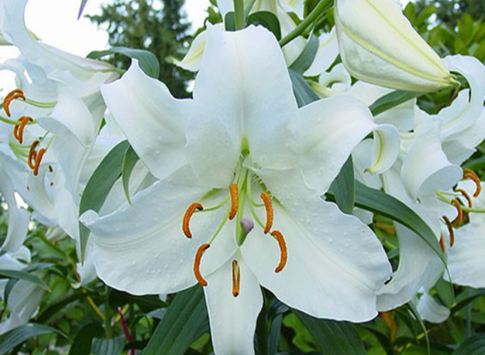 百合花几月份从土里挖出来