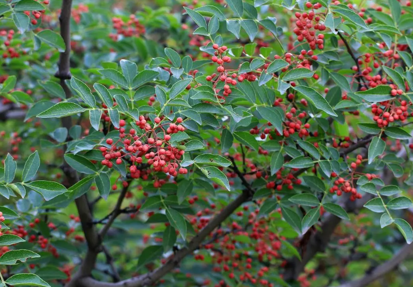 9月份能种花椒树吗