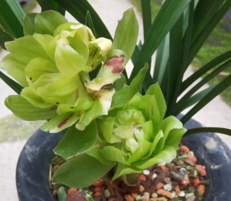 春兰出花苞如何养护