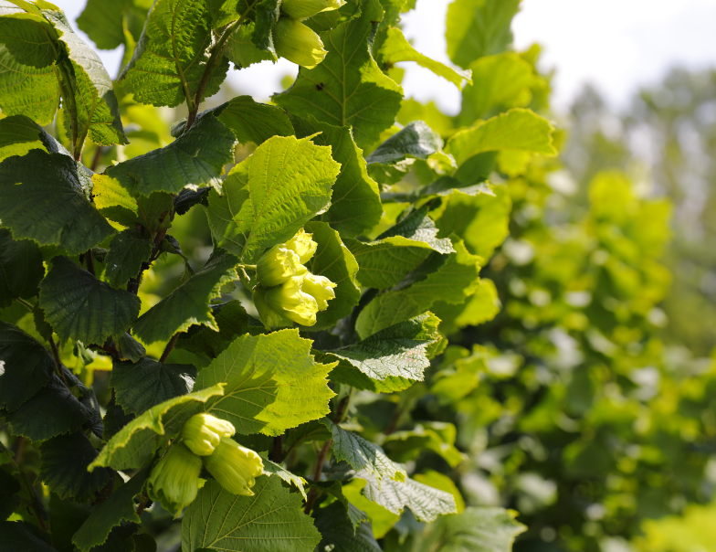 榛子树开花结果过程