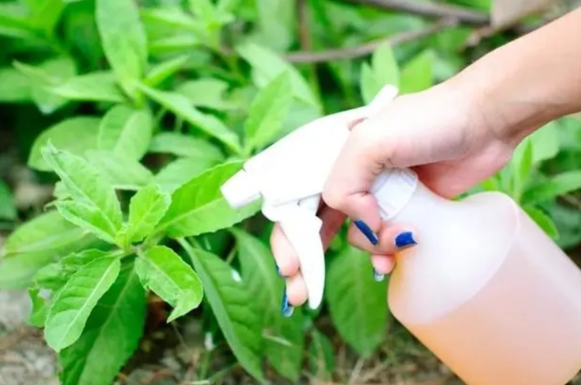 白醋可以喷花叶杀虫吗