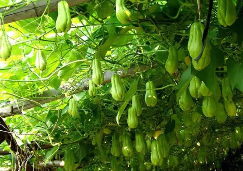 佛手瓜种多久能开花结果