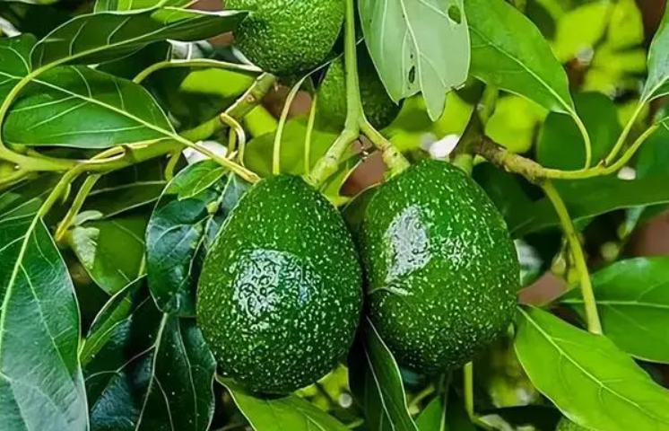 牛油果树适合什么地方生长