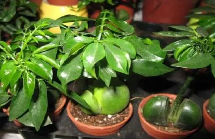 元宝树用什么肥料好