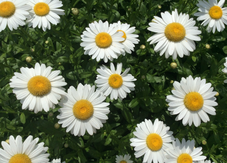 小雏菊需要醒花吗