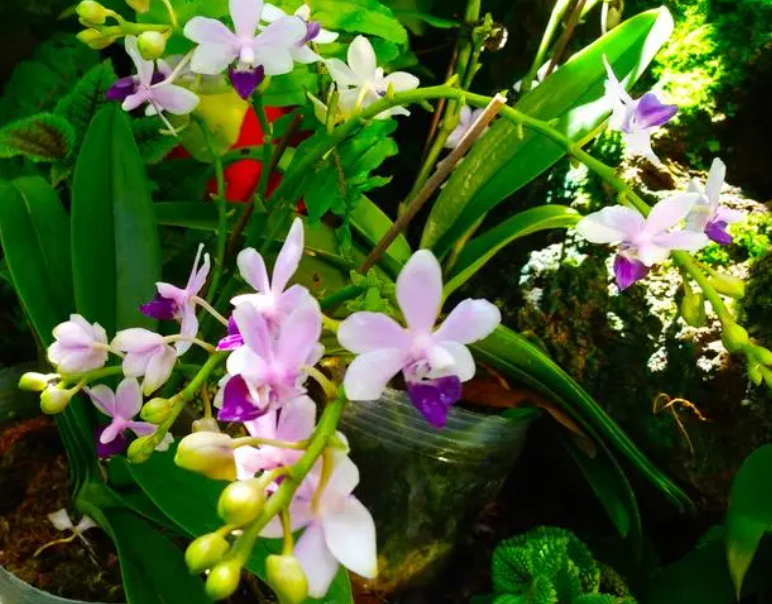 石斛花养殖方法和换盆