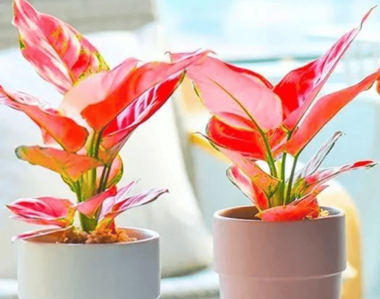 如意皇后花怎么爆盆