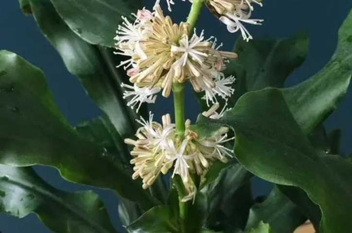 螺纹铁开花有毒吗