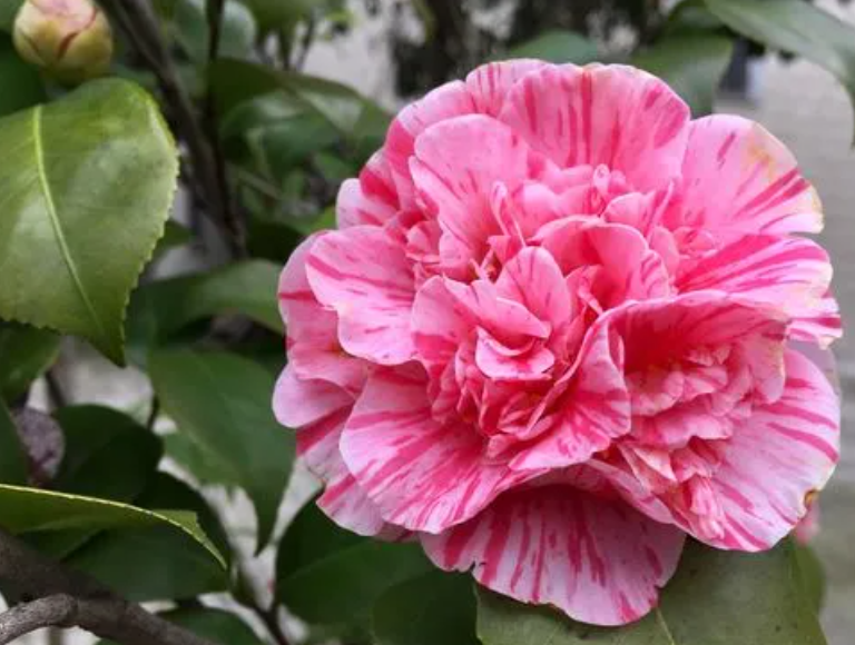 山茶花开花时多久浇一次水