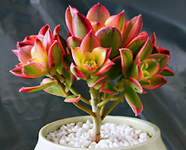 艳日辉怎么修剪成树状